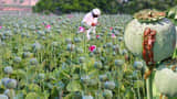 opium cultivators: Finance Ministry announced the opium policy for the year 2025-26