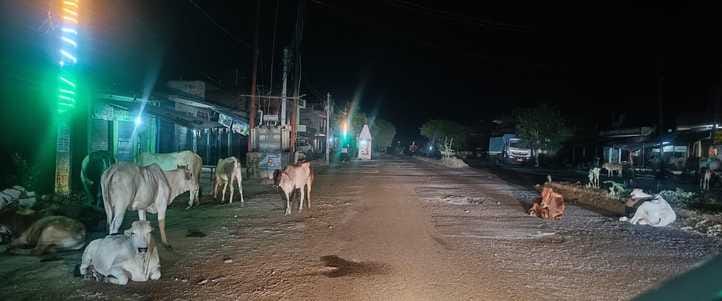 Campaign in Bidhuna, cattle roaming in Anna in Bela and Sahar