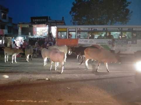 As the evening falls, stray cattle come on the highways