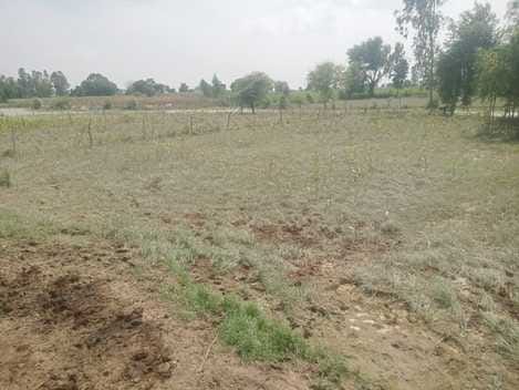 The sting of floods: fever hits... damage to crops