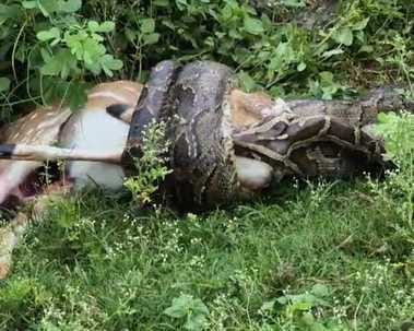 The giant python swallowed the cheetal