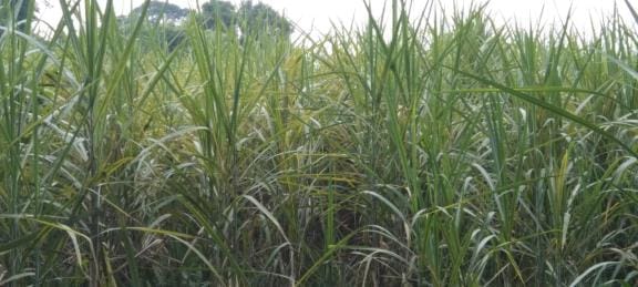 Wilt in paddy, viral attack in 14201 variety of sugarcane