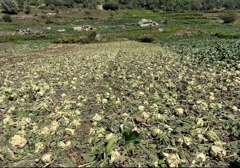 Rain took away cauliflower and peas, now potatoes are the last resort
