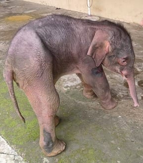 A female elephant who got separated from her mother in the rain has been quarantined