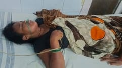 Bees attack a woman working in the field, admitted to hospital in critical condition