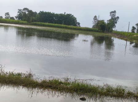 Crops submerged due to flood, farmers in distress