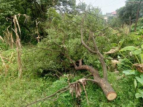 Sandalwood smugglers are fearless... chopping down trees with axes in the dark of night