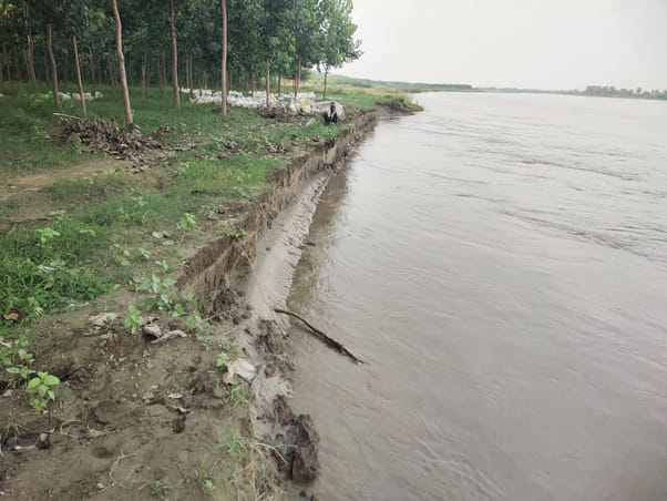Erosion on Yamuna is not being stopped, farmers are forced to cut poplar trees from their fields
