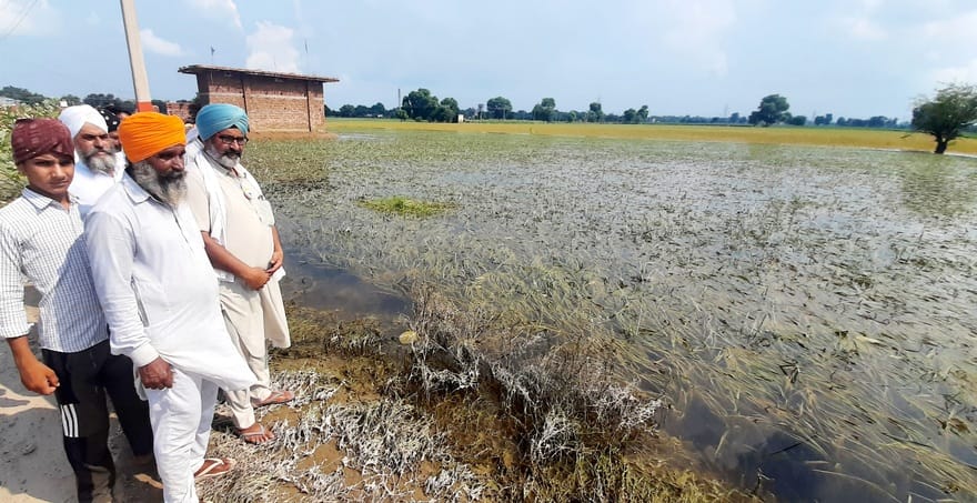 Waterlogging has washed away the hopes and dreams of farmers