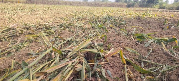 Farmers drove tractors on the early millet crop