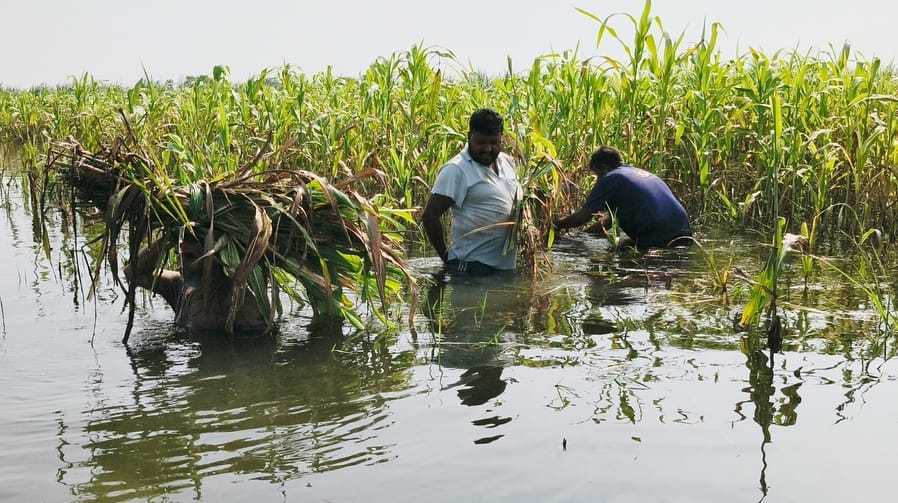 Hindon water entered the fields, 600 bigha crops submerged