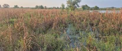 3.80 lakh acres of crops of 63 thousand farmers of the district were submerged in rain waterlogging, loss recorded on compensation portal