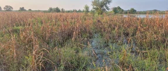 3.80 lakh acres of crops of 63 thousand farmers of the district were submerged in rain waterlogging, loss recorded on compensation portal