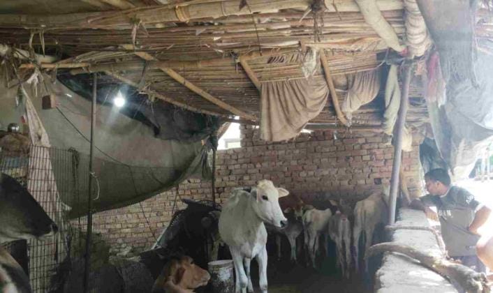 The Municipal Corporation team got the illegal cattle shed vacated from the Padav area and caught the animals tied in the streets