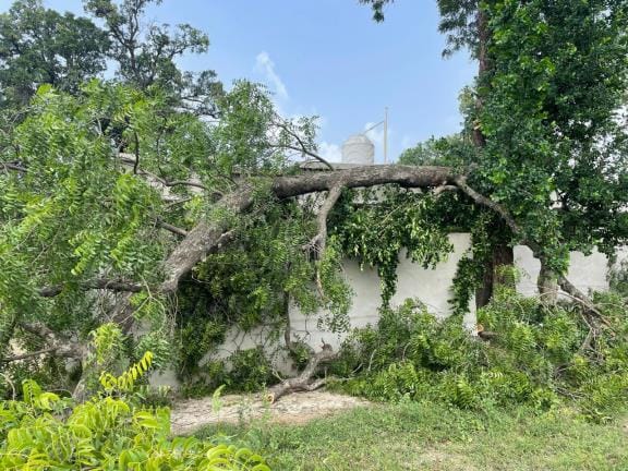 Anger grew over cutting of neem tree, police pacified it