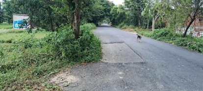 Delay in shifting of trees and poles, pedestrians troubled