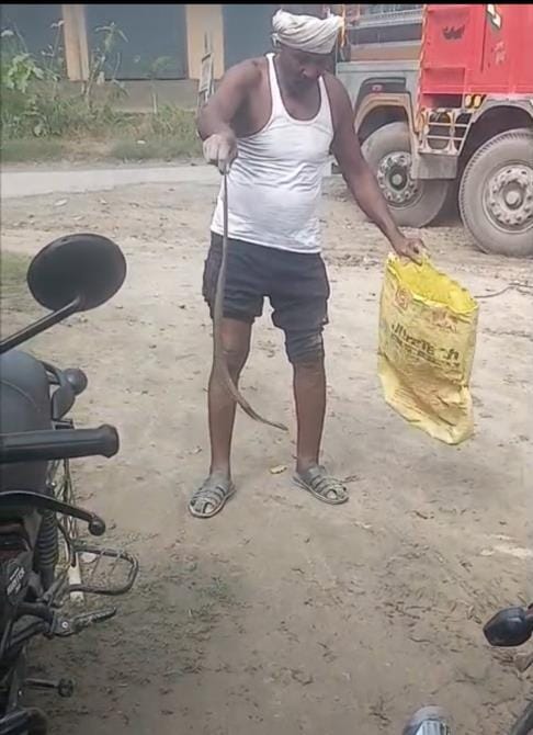 A three feet long cobra was seen in the shop