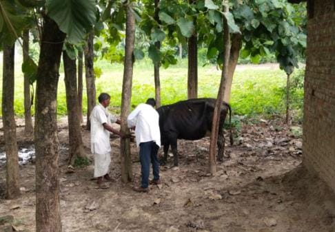 Treatment of animals hunted by Lambi has started