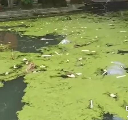 Fishes died due to pouring of poisonous substance in the pond of the temple premises