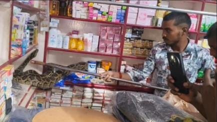 An 8 foot long python entered a shop, causing panic