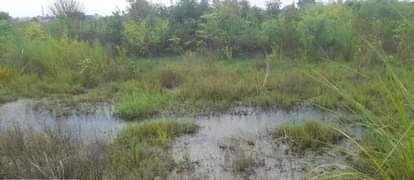 20 thousand plants in worst position due to waterlogging