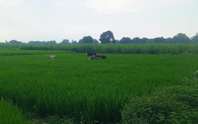 Stray cattle causing damage to crops