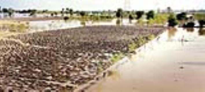 After the flood, Yamuna sand settled up to three feet in the fields