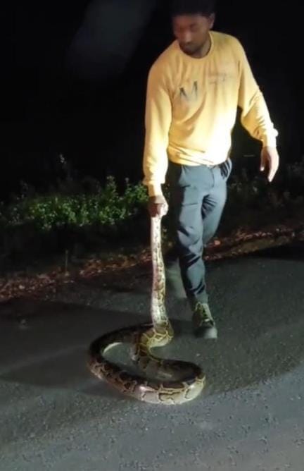 Python seen crawling on the road, panic