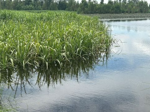 Area reduced due to flood, now six thousand hectares of sugarcane is damaged