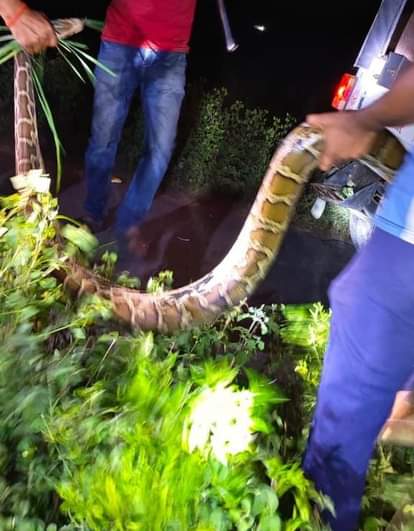 An eight feet long python was seen on the road