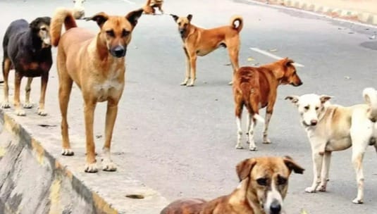 3 thousand dogs will be sterilized, tender of 45 lakhs issued