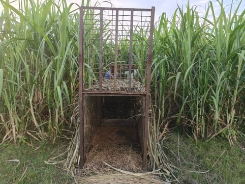 The tigress of Barouncha is teasing the forest department a lot in Dudhwa