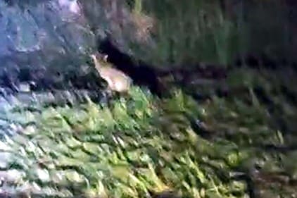 A leopard came in front of a tractor during plowing in Bilsia