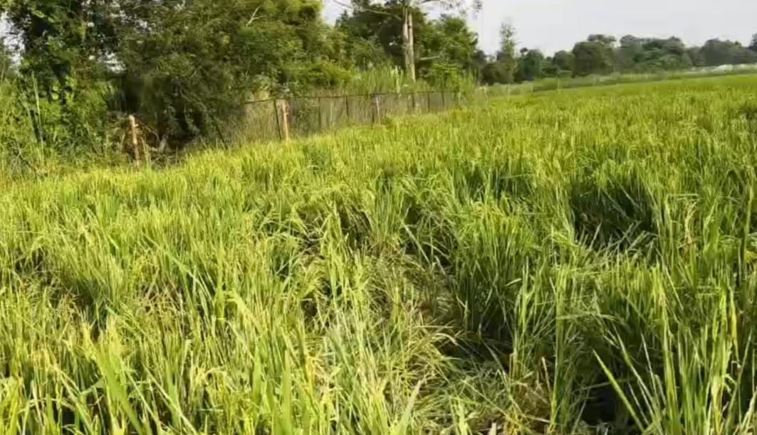 Elephants trampled paddy crop in Sethi Farm village