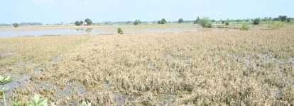 10,480 farmers applied for compensation