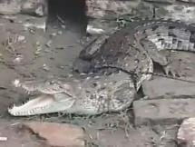 Crocodile trapped in fisherman's net