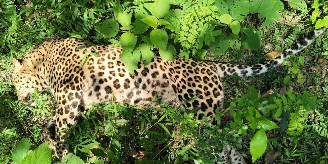 Leopard dies in Katarniaghat forest