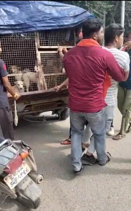 Corporation team was surrounded, scuffle took place, 15 stray dogs were forcibly freed