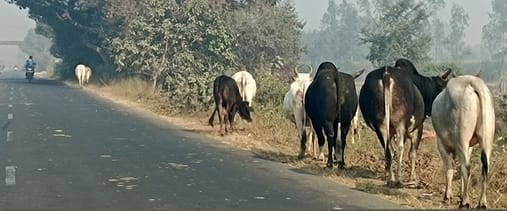 Negligence in removing stray animals roaming on highways