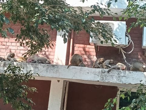 Nagar Palika is unable to end the terror of monkeys from the civil hospital