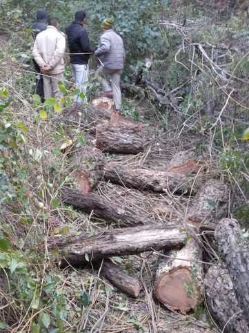 In the Khair theft case, the forest department conducted identification in the presence of seven accused