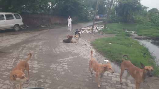 Stray dogs are injuring city dwellers
