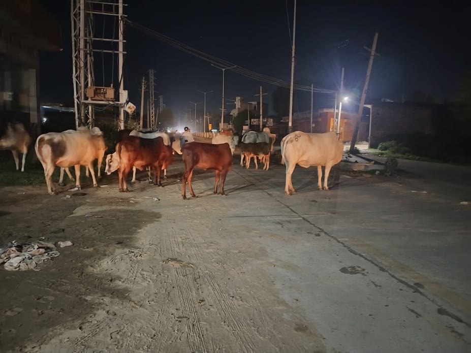 Contracts were given, claims were made... but helpless animals were not removed from the roads