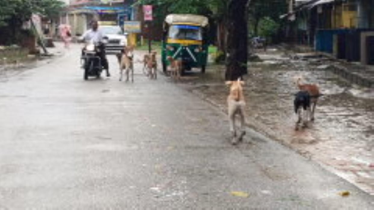 Terror of dogs...200 are falling prey to it every day