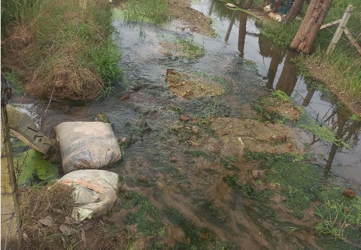 Ripe paddy crop submerged in drain water