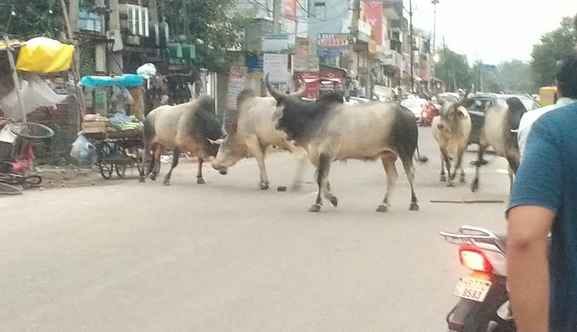 Nagar Palika issued work order to catch cows from the city, 32 have been caught so far