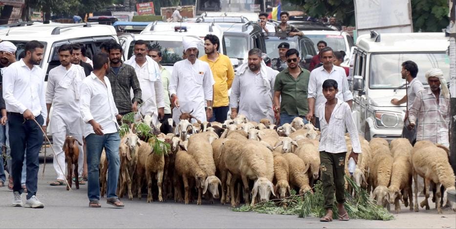 Farmers filled the DFO office with sheep and goats and tied the cattle outside