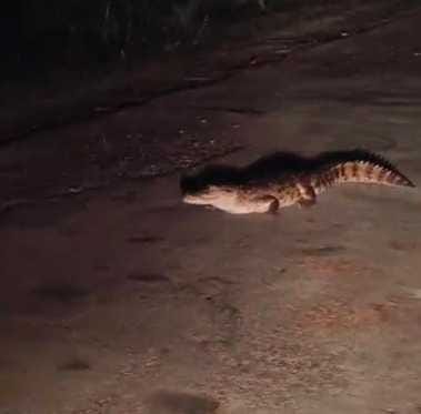 Struggling to save lives from dangerous creatures during the flood tragedy