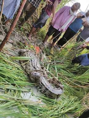 Forest workers caught the crocodile found in the field