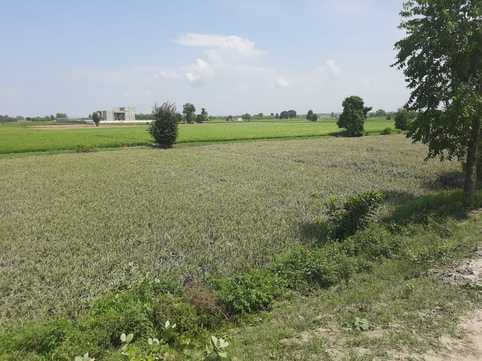 The flood water has receded, now the fields are getting absorbed in Yamuna due to erosion